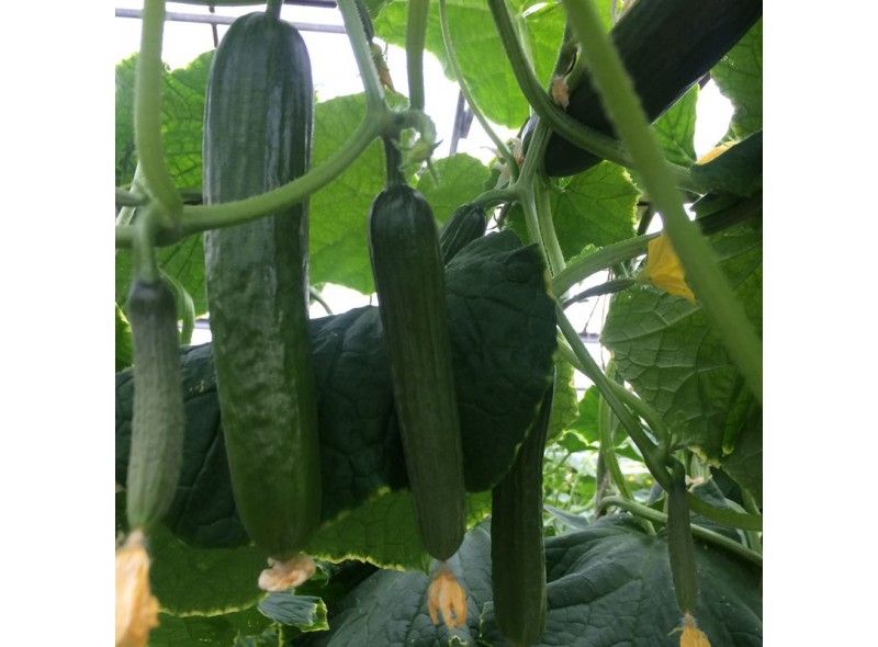Семена огурца партенокарпического Базис F1 (45 дня) (100 с) Lark Seeds